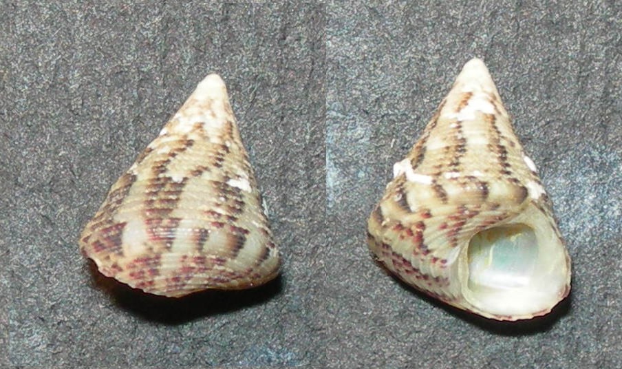 Jujubinus ? da Malta